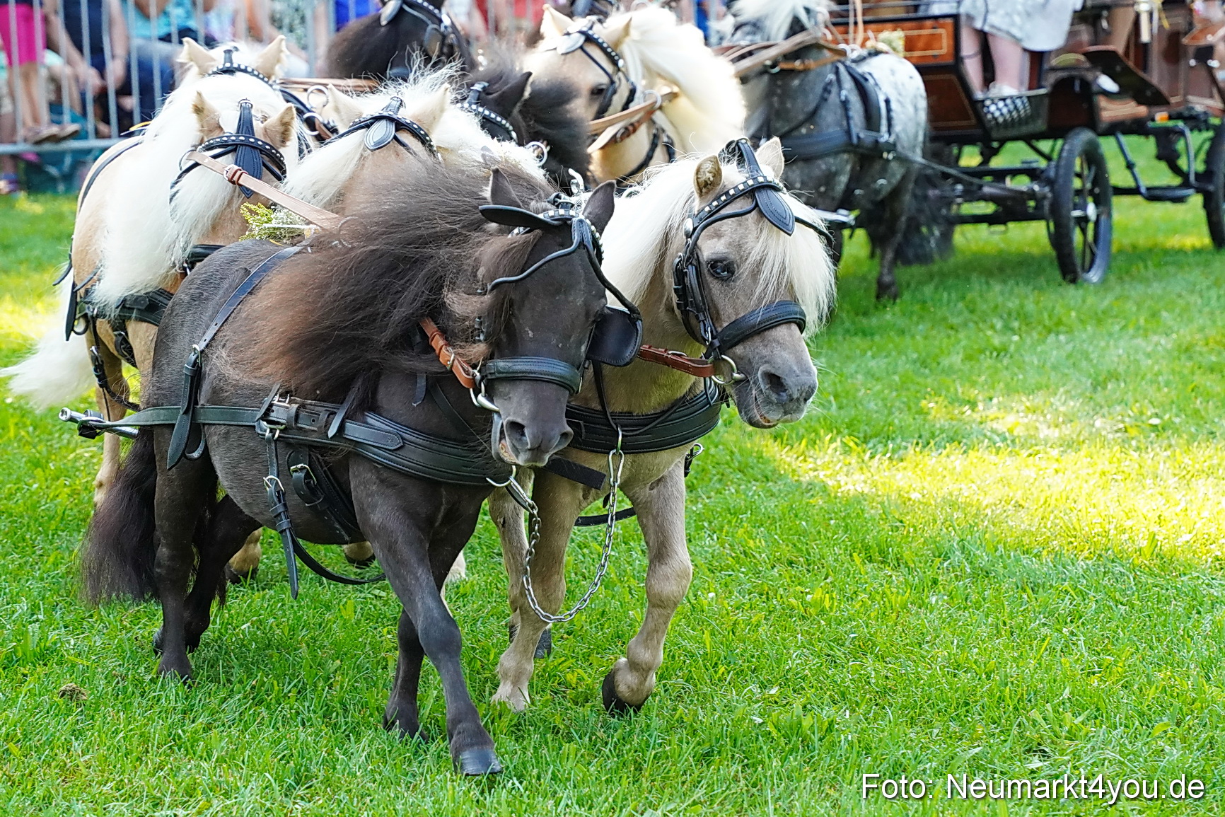 Pferde und Fohlenschau JURA Volksfest 2023 0046