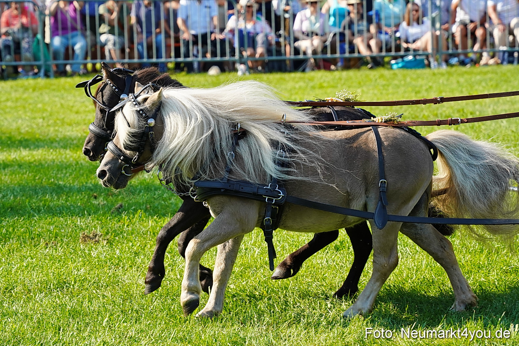 Pferde und Fohlenschau JURA Volksfest 2023 0048