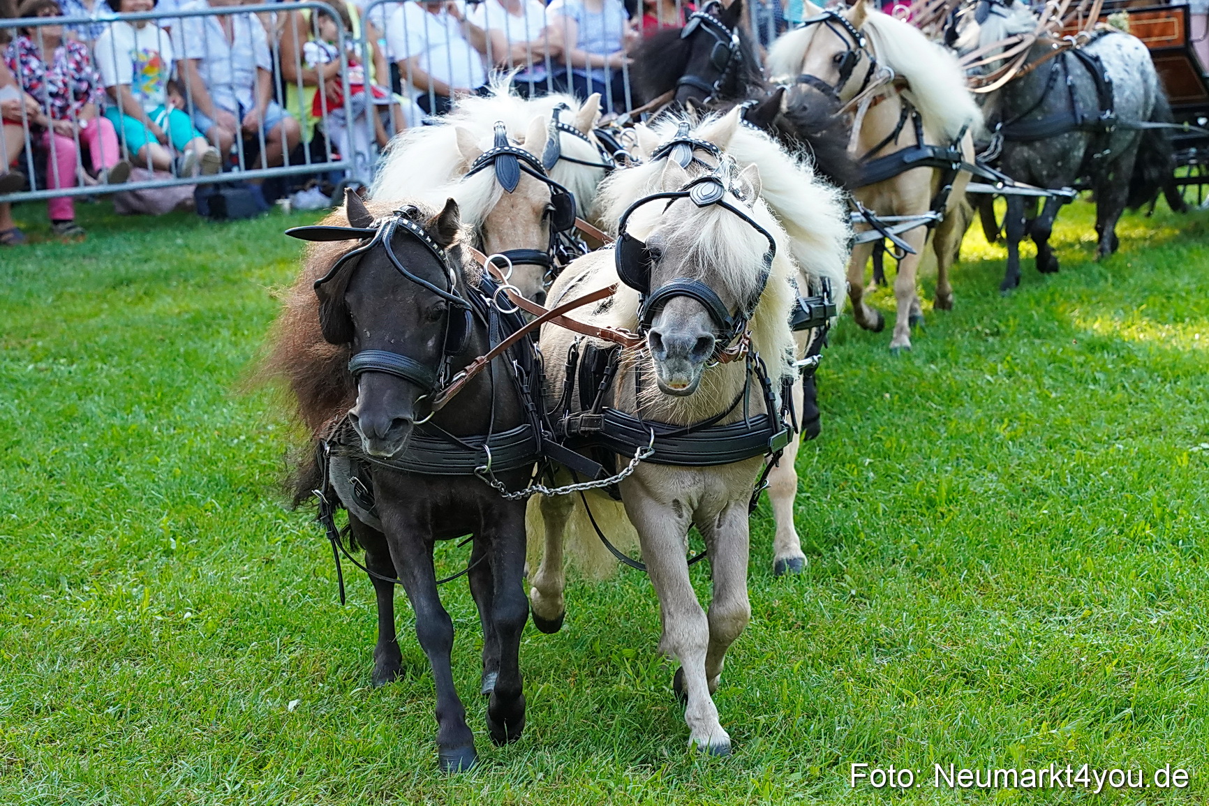 Pferde und Fohlenschau JURA Volksfest 2023 0052