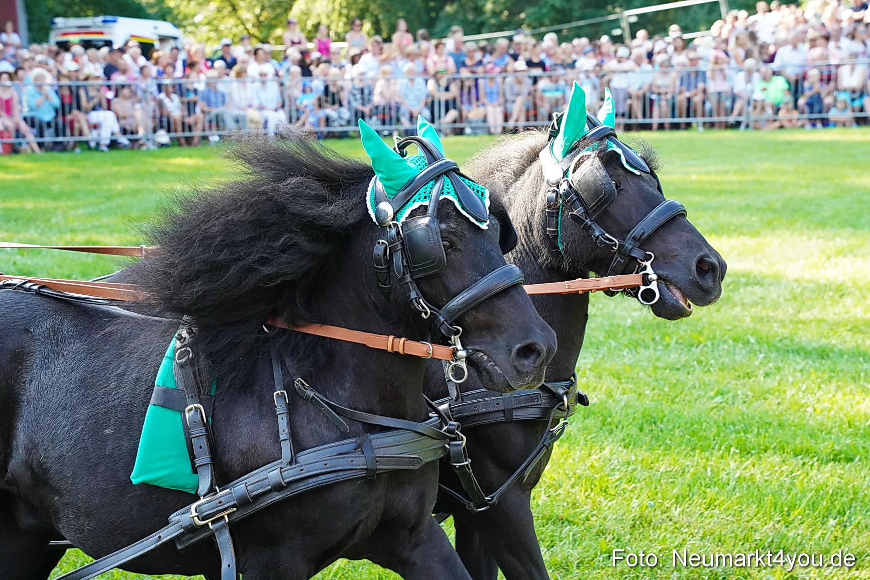 Pferde und Fohlenschau JURA Volksfest 2023 0053