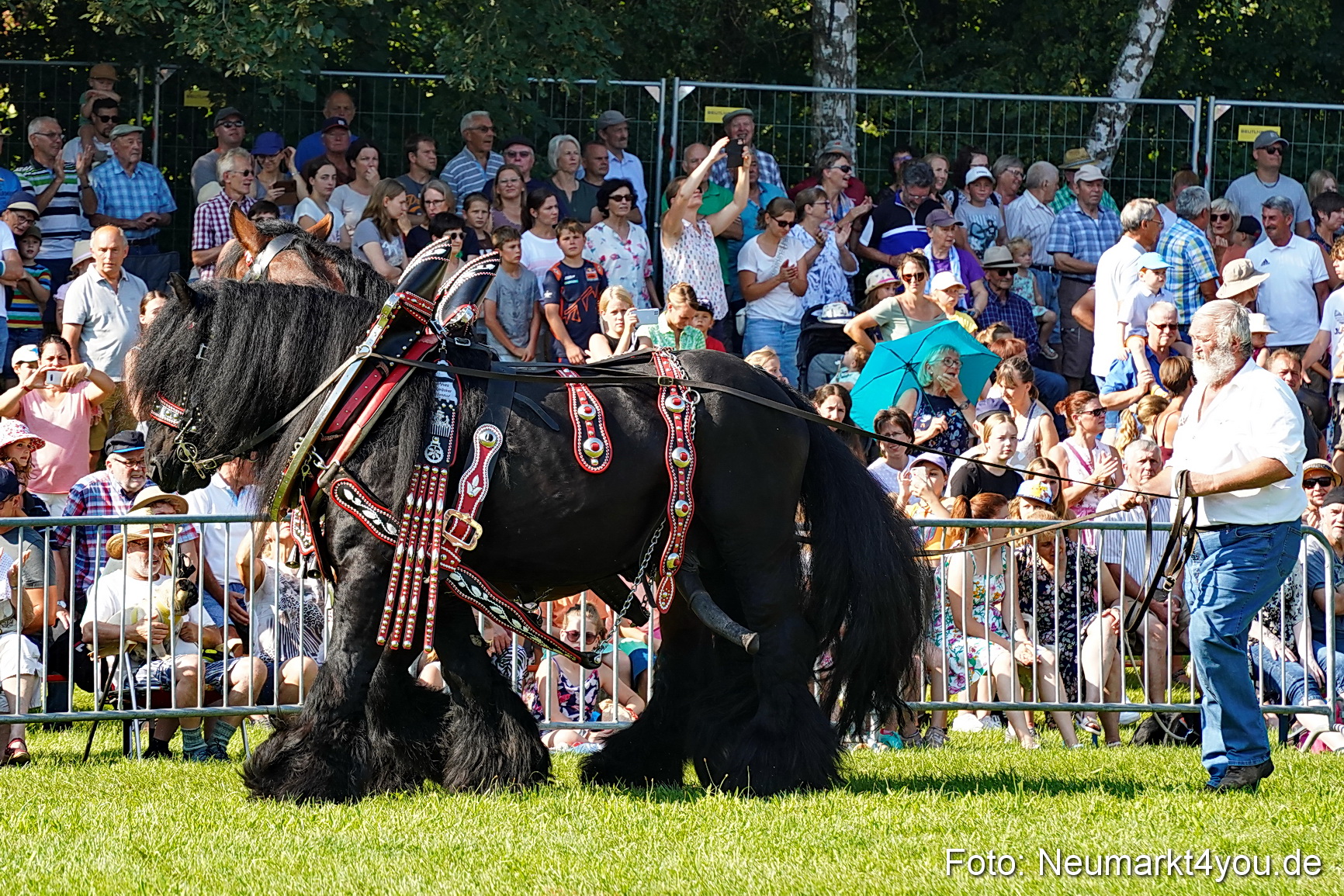 Pferde und Fohlenschau JURA Volksfest 2023 0066