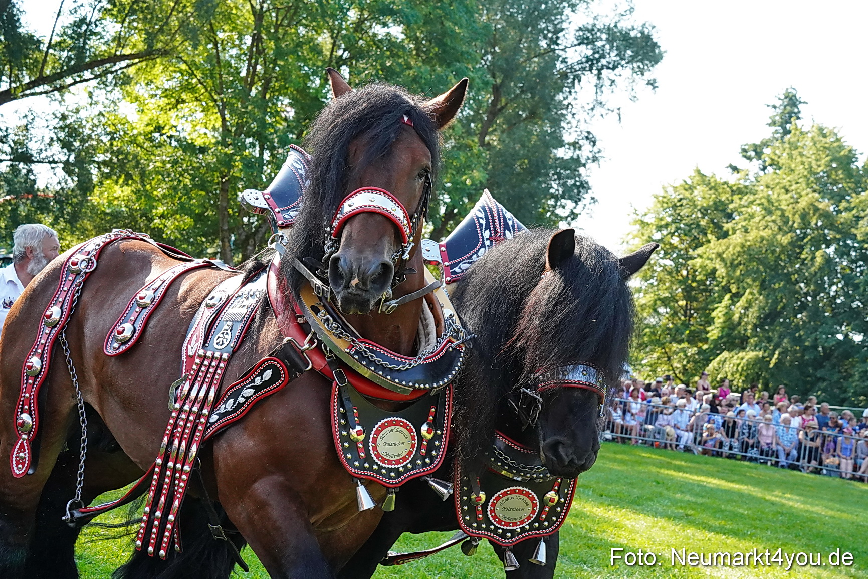 Pferde und Fohlenschau JURA Volksfest 2023 0069