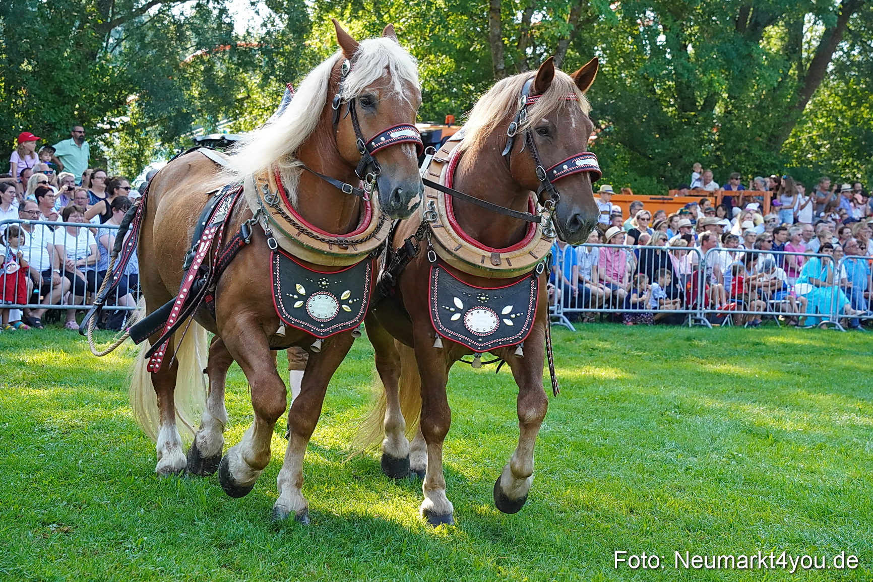 Pferde und Fohlenschau JURA Volksfest 2023 0070