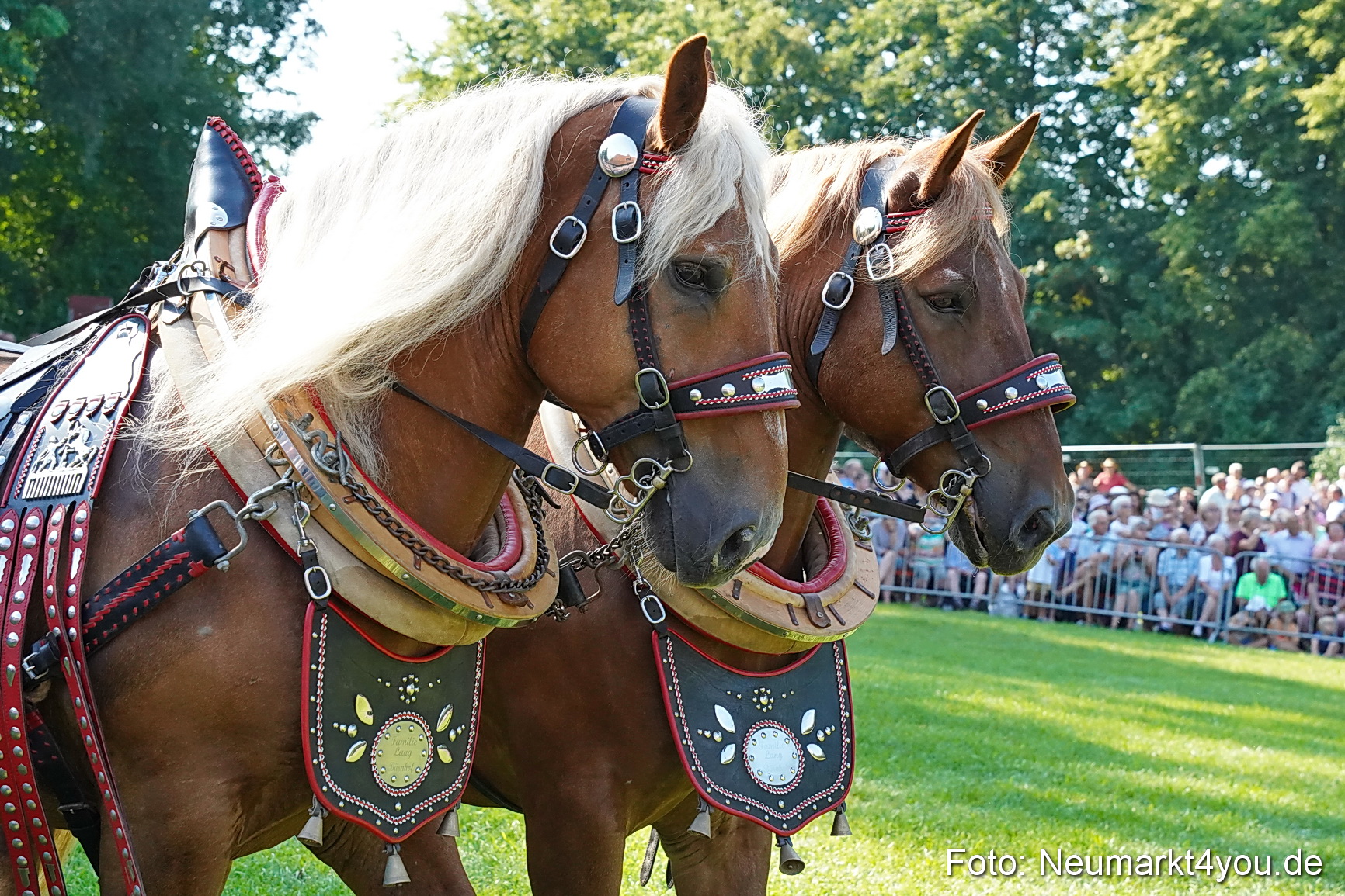 Pferde und Fohlenschau JURA Volksfest 2023 0071