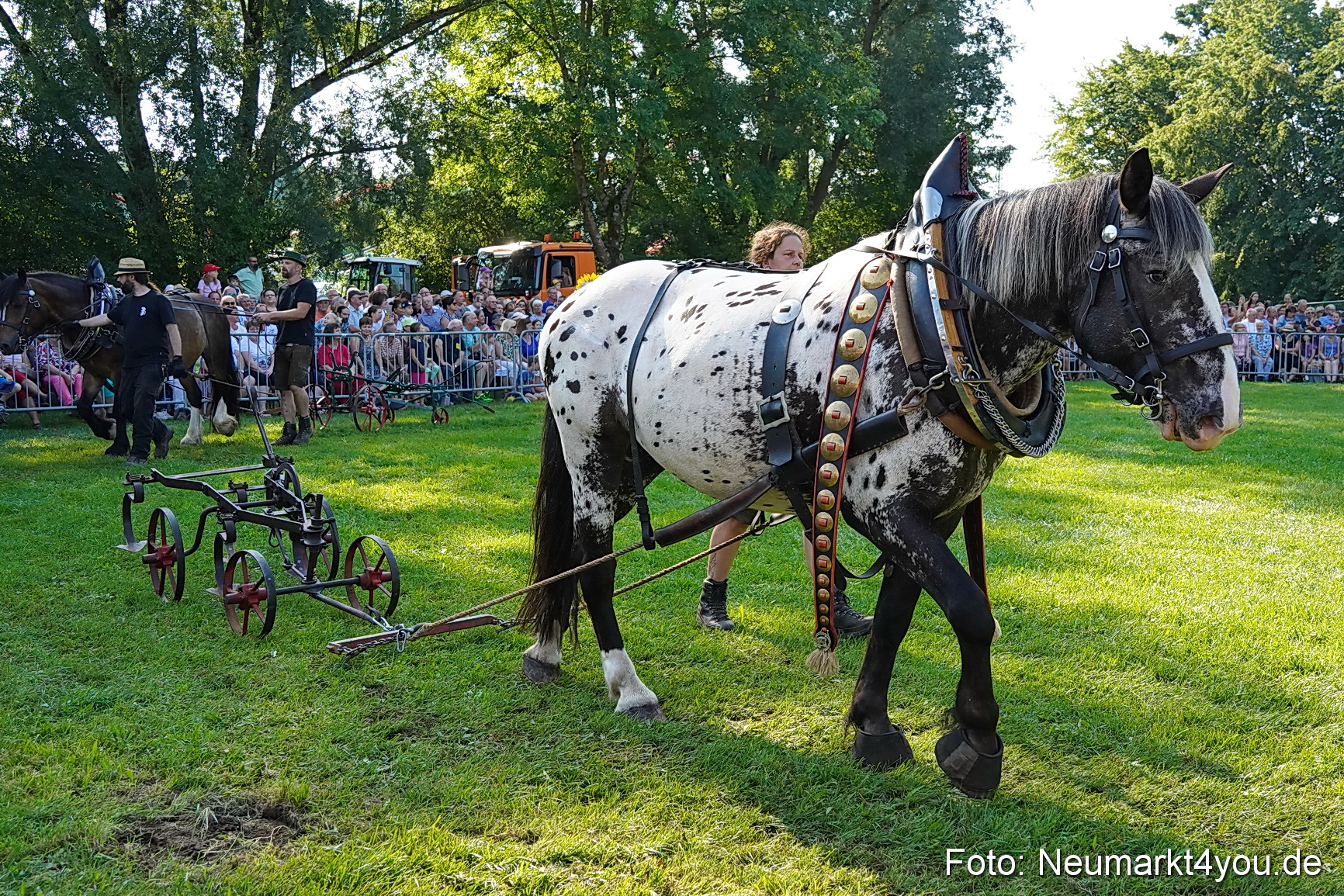 Pferde und Fohlenschau JURA Volksfest 2023 0077