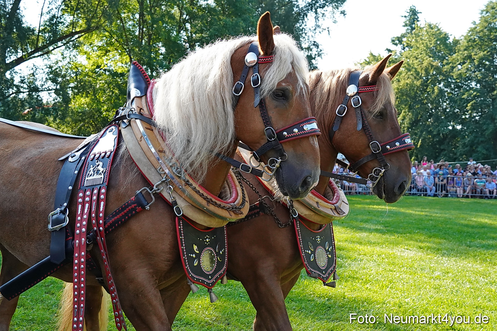 Pferde und Fohlenschau JURA Volksfest 2023 0080