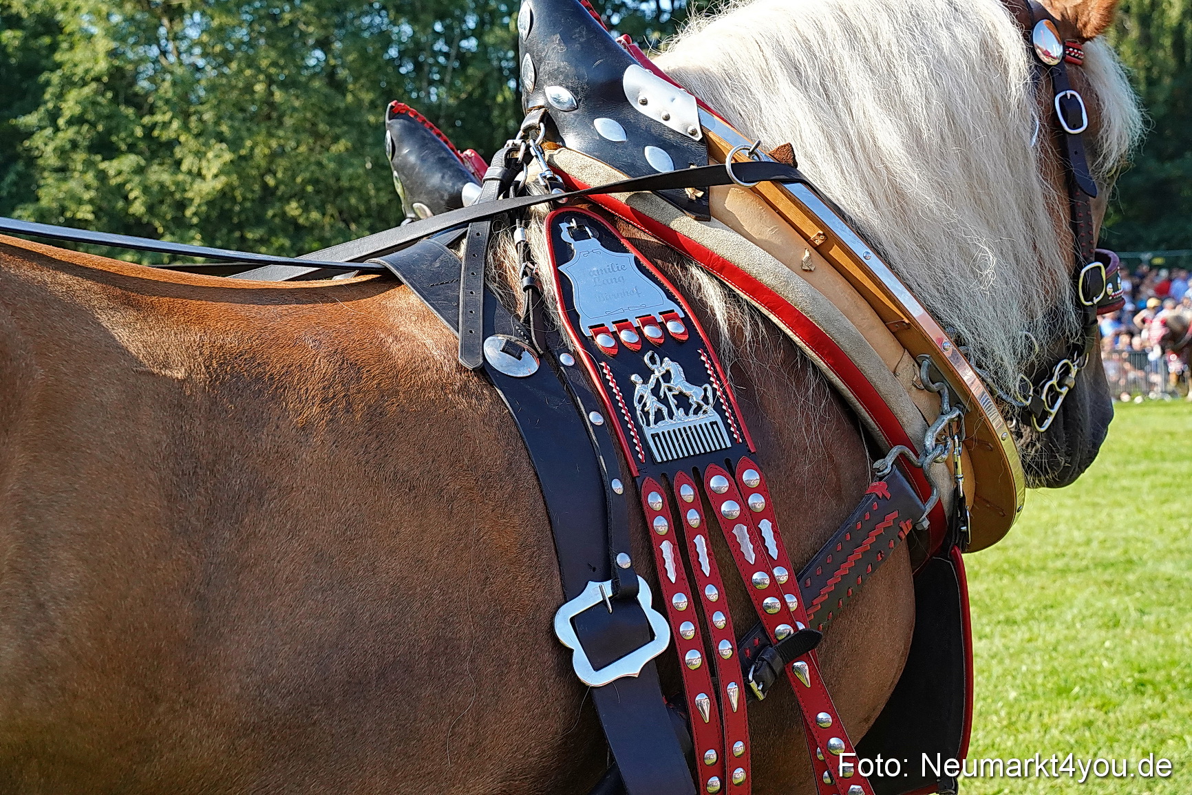 Pferde und Fohlenschau JURA Volksfest 2023 0081