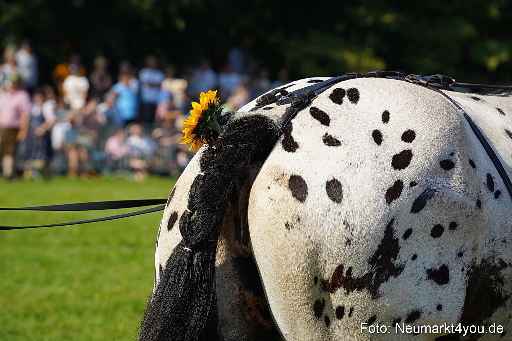 Pferde und Fohlenschau JURA Volksfest 2023 0087