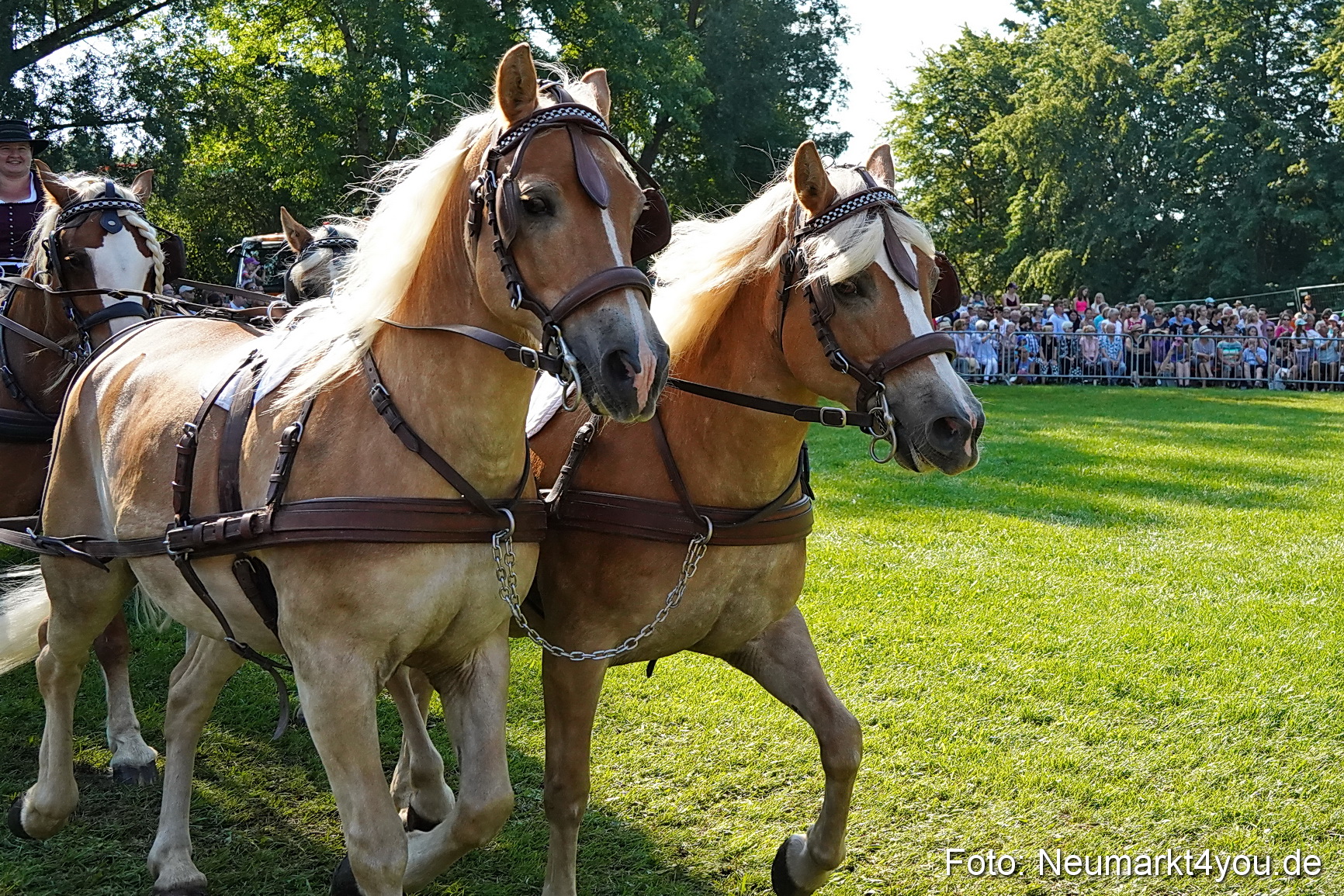 Pferde und Fohlenschau JURA Volksfest 2023 0092