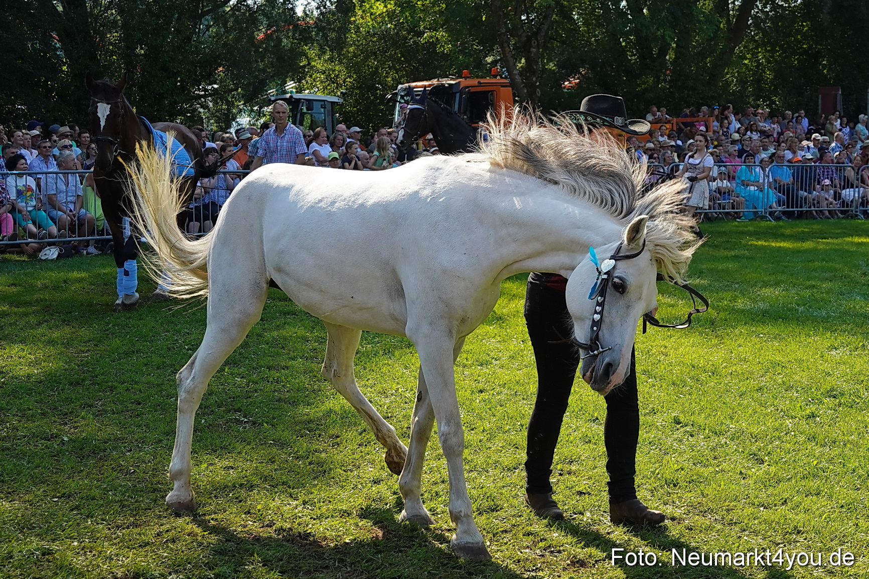 Pferde und Fohlenschau JURA Volksfest 2023 0106