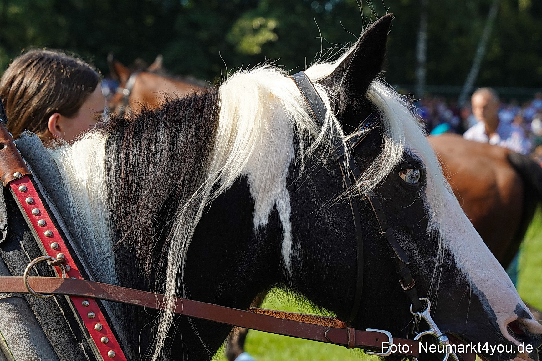 Pferde und Fohlenschau JURA Volksfest 2023 0111