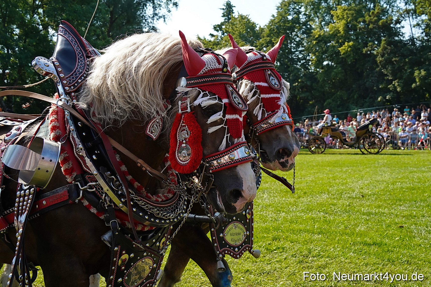 Pferde und Fohlenschau JURA Volksfest 2023 0131