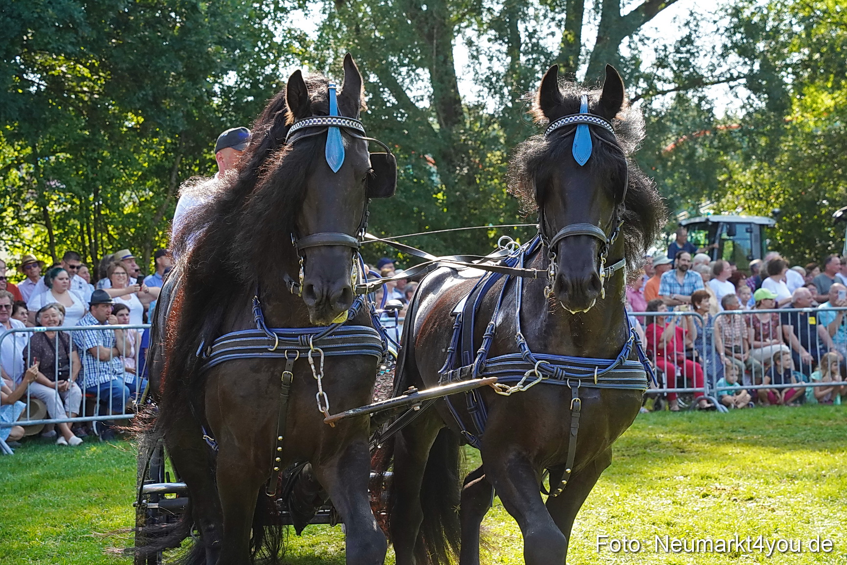 Pferde und Fohlenschau JURA Volksfest 2023 0139