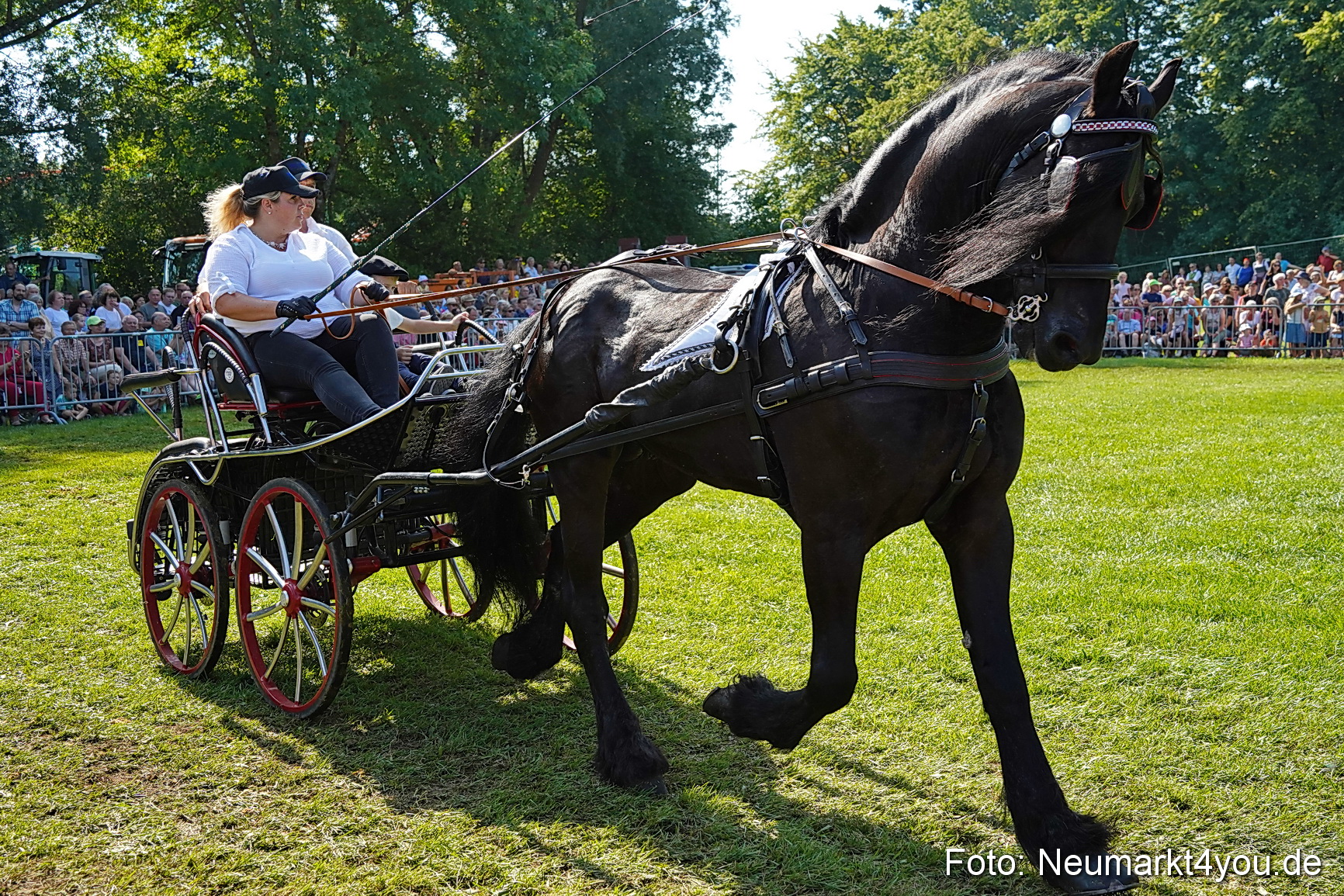 Pferde und Fohlenschau JURA Volksfest 2023 0141