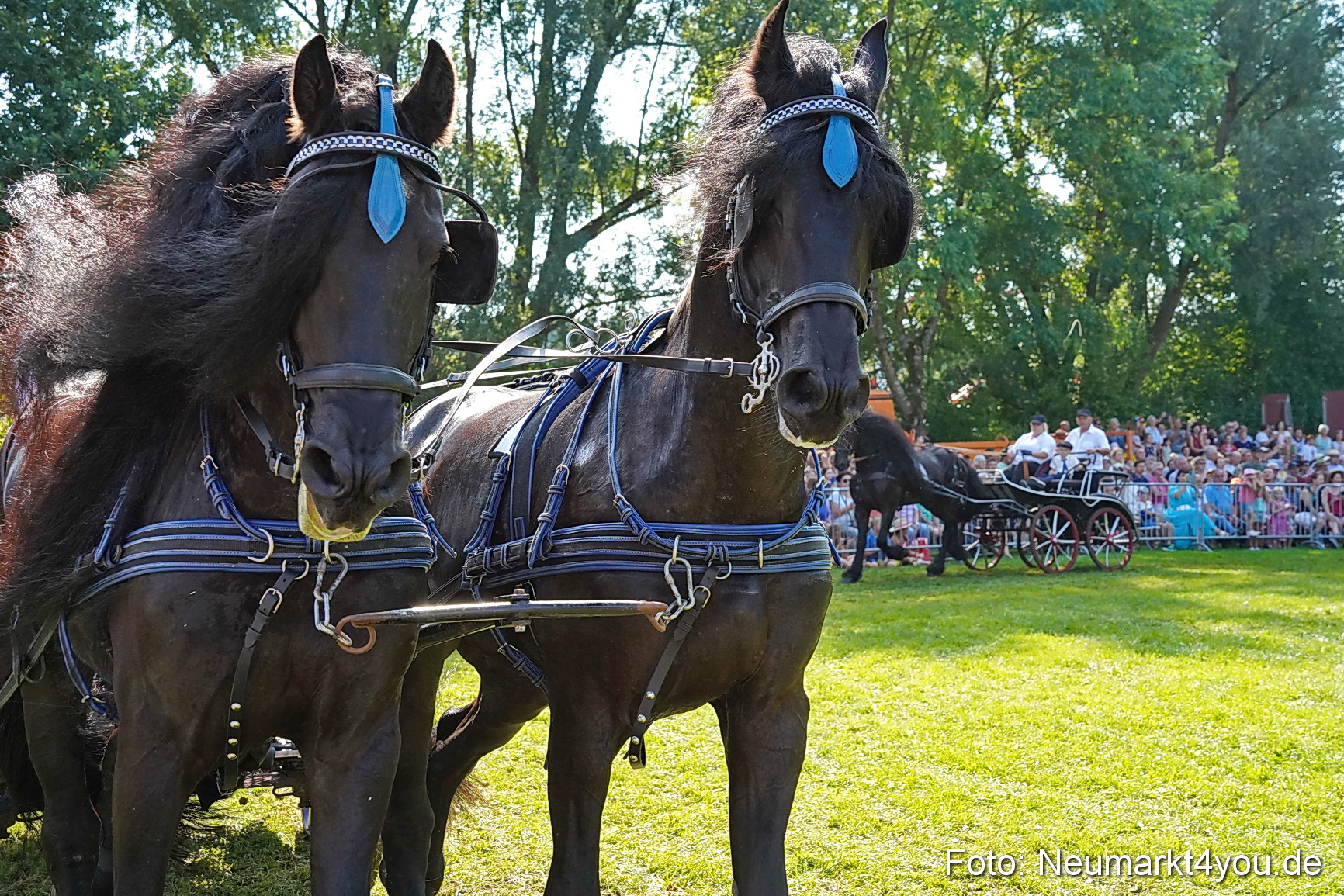 Pferde und Fohlenschau JURA Volksfest 2023 0142