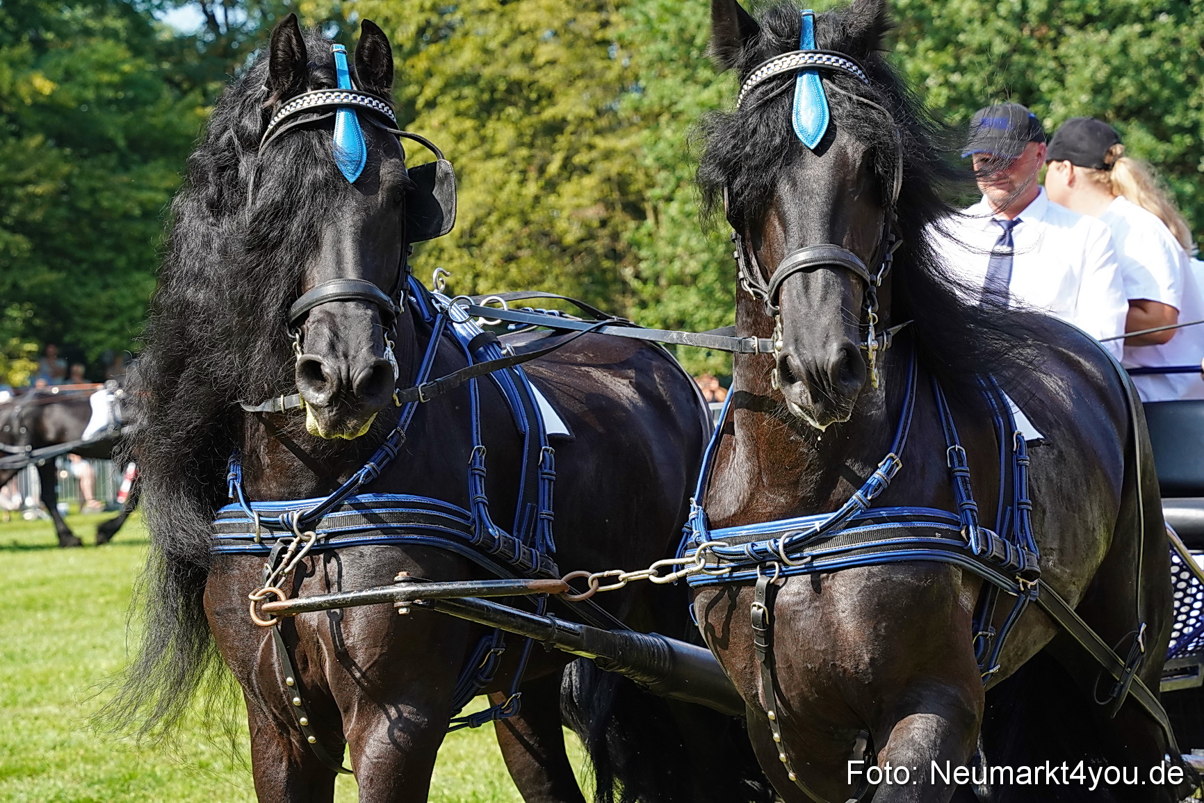 Pferde und Fohlenschau JURA Volksfest 2023 0146