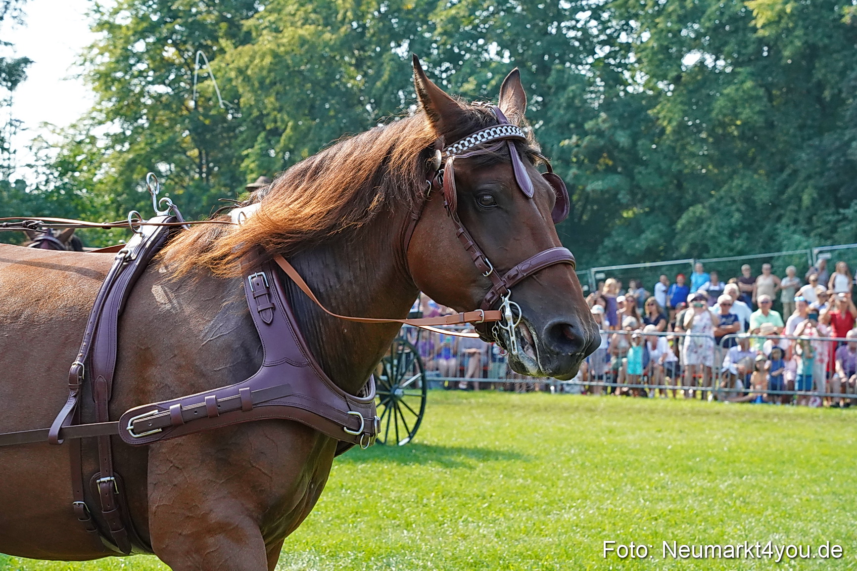 Pferde und Fohlenschau JURA Volksfest 2023 0180