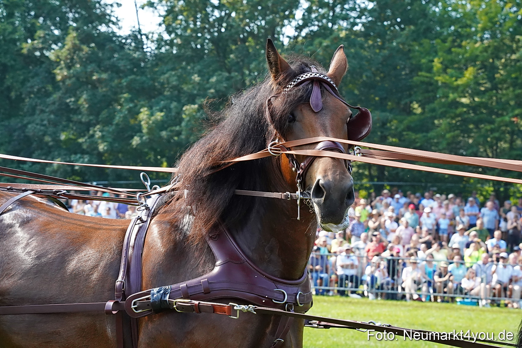 Pferde und Fohlenschau JURA Volksfest 2023 0181