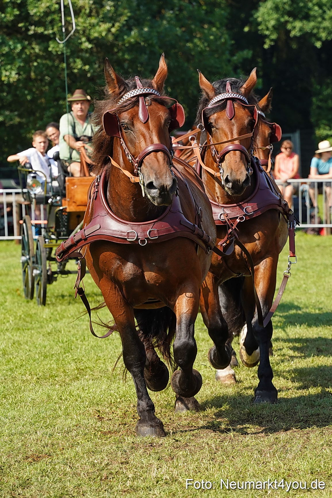 Pferde und Fohlenschau JURA Volksfest 2023 0183