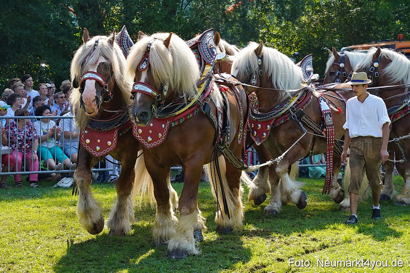 Pferde und Fohlenschau JURA Volksfest 2023 0185