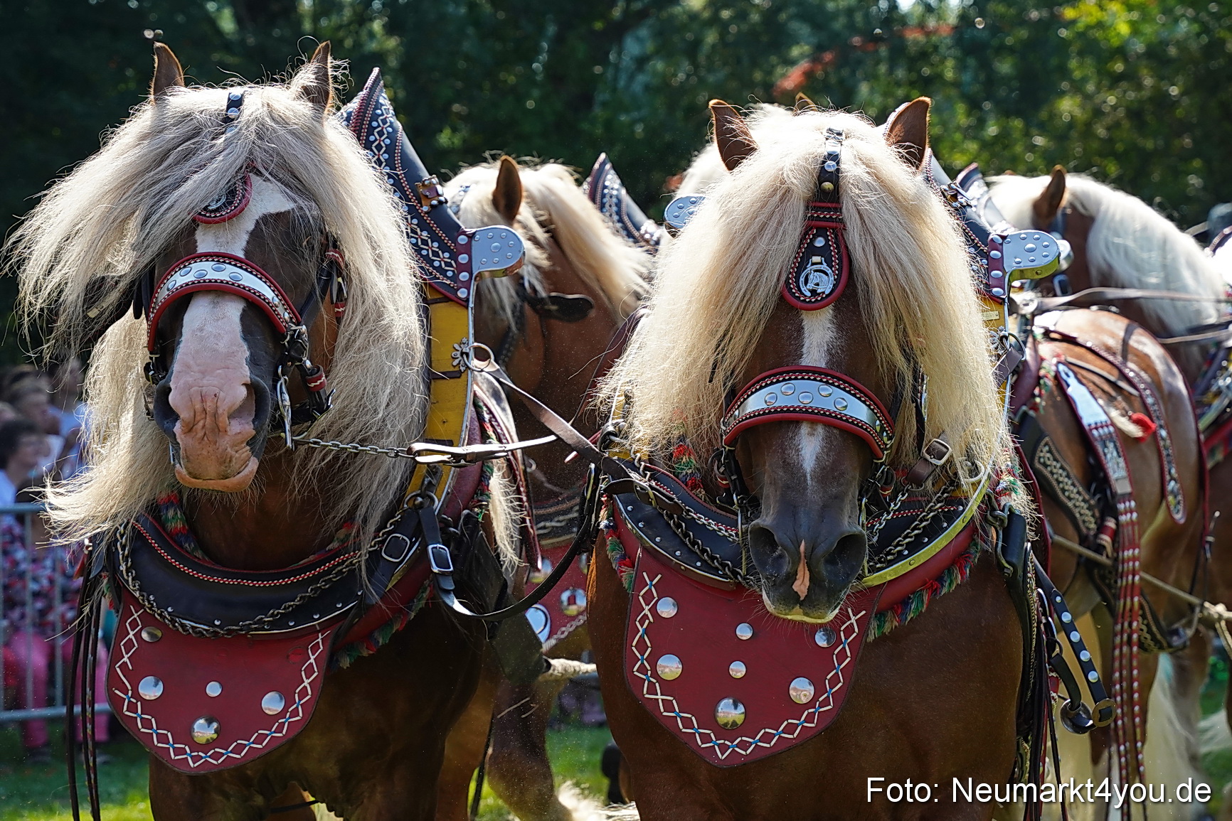 Pferde und Fohlenschau JURA Volksfest 2023 0186