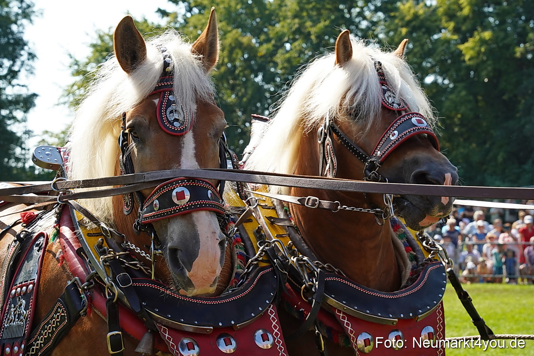 Pferde und Fohlenschau JURA Volksfest 2023 0187