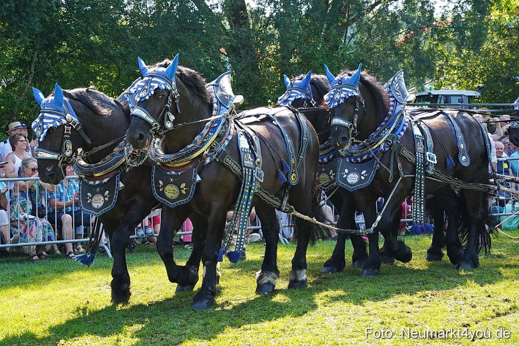Pferde und Fohlenschau JURA Volksfest 2023 0191