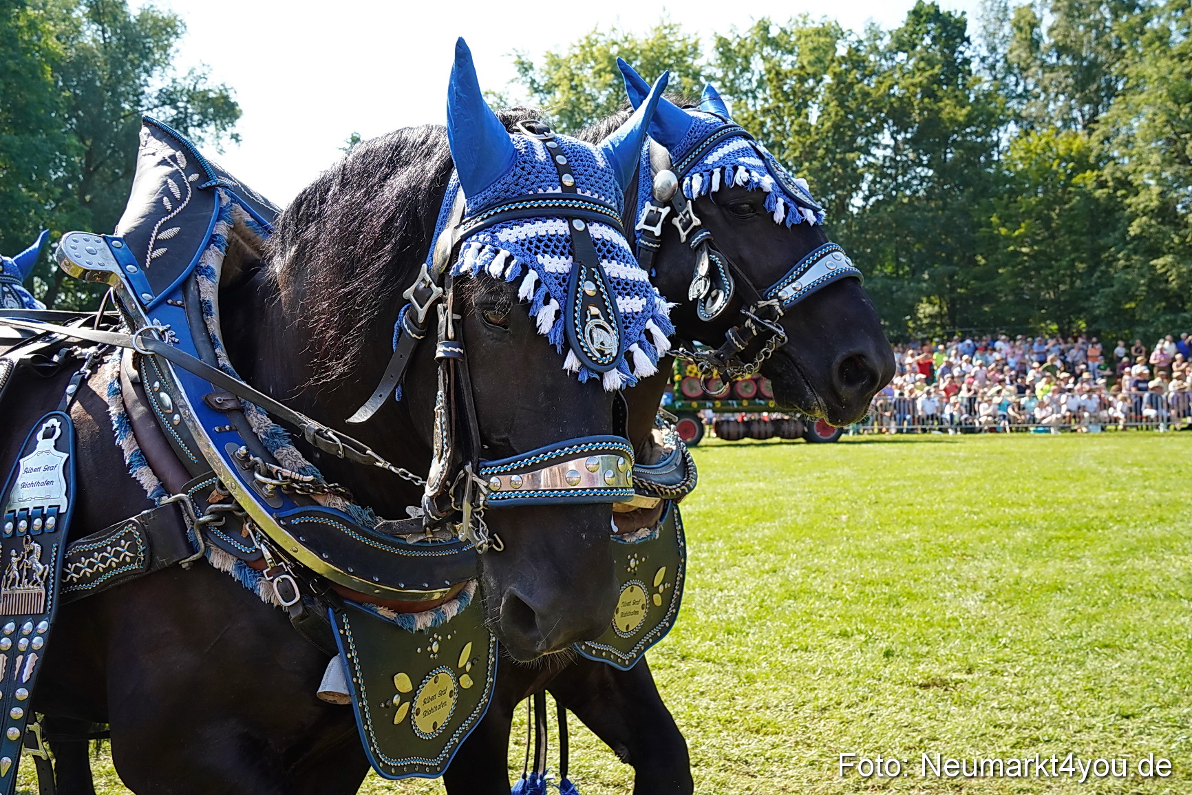 Pferde und Fohlenschau JURA Volksfest 2023 0194