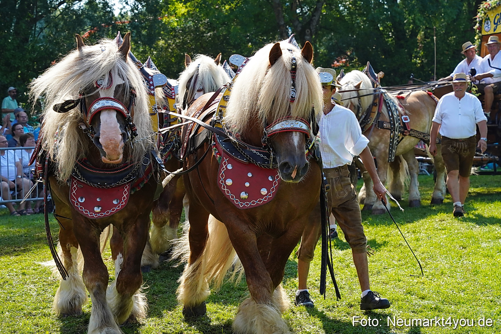 Pferde und Fohlenschau JURA Volksfest 2023 0205