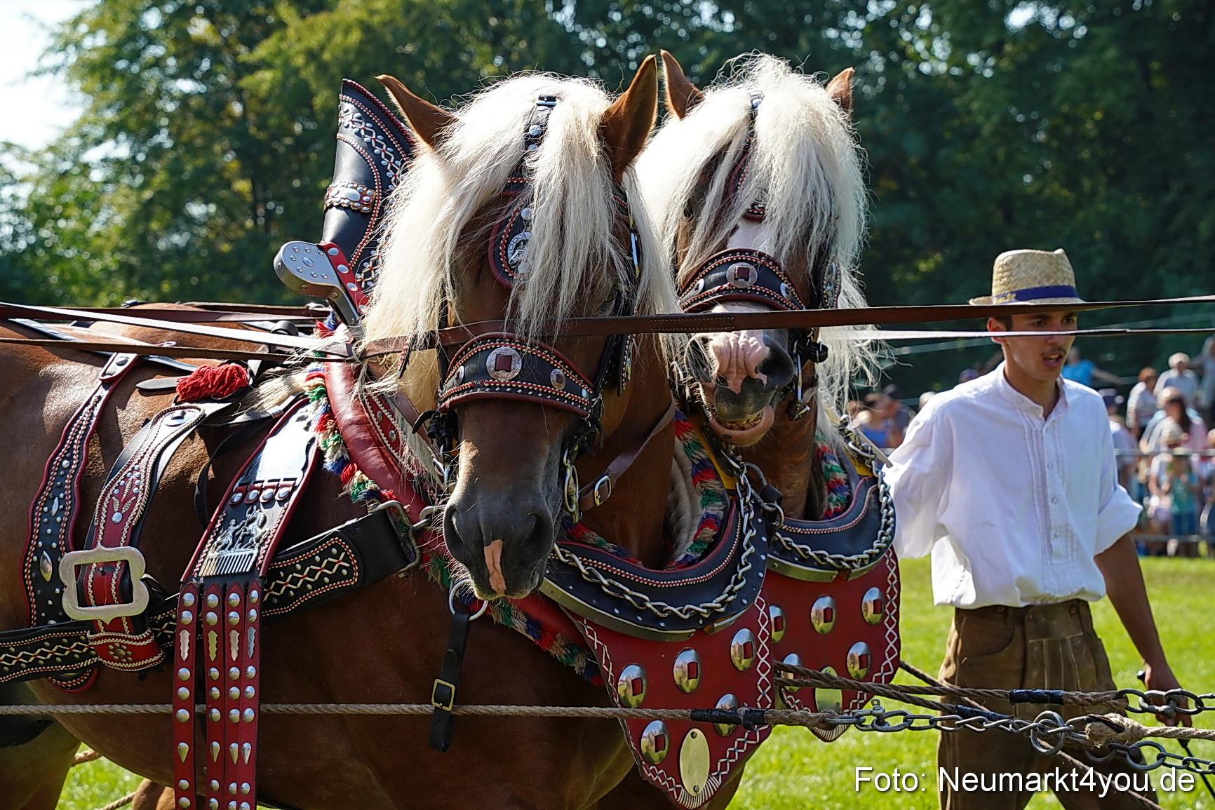 Pferde und Fohlenschau JURA Volksfest 2023 0206