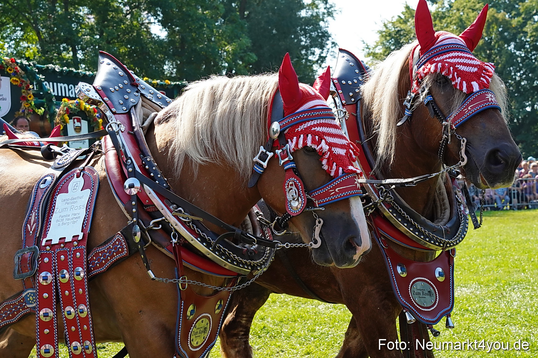 Pferde und Fohlenschau JURA Volksfest 2023 0209