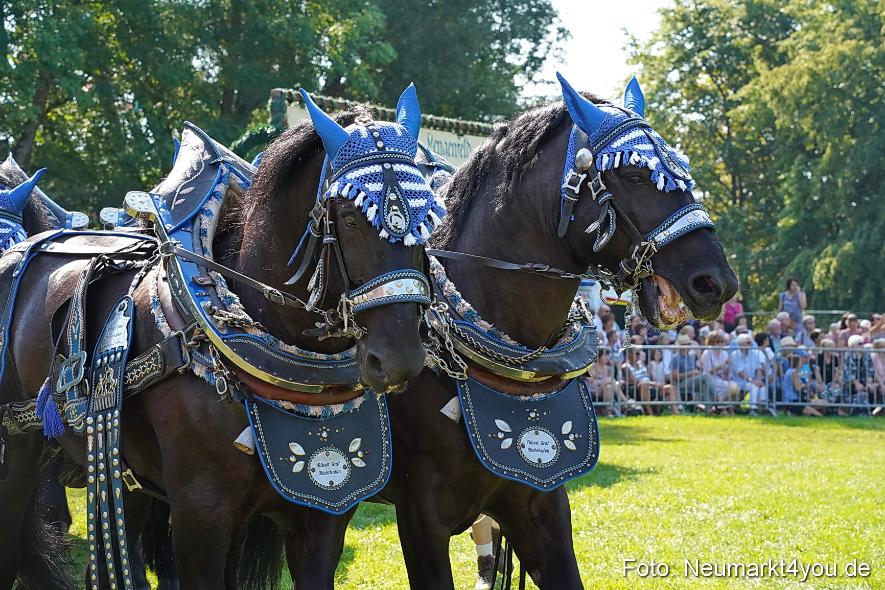 Pferde und Fohlenschau JURA Volksfest 2023 0214