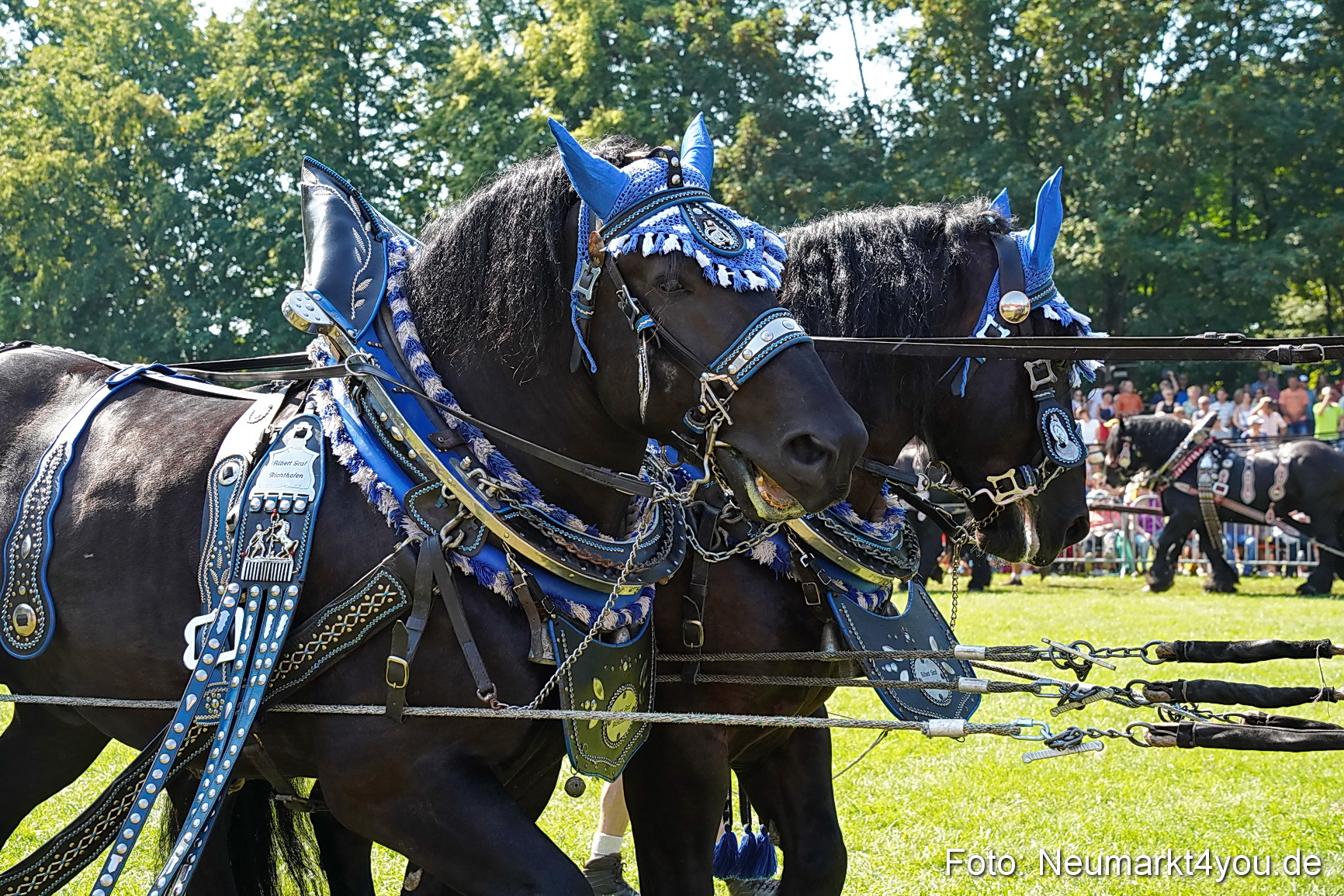 Pferde und Fohlenschau JURA Volksfest 2023 0215