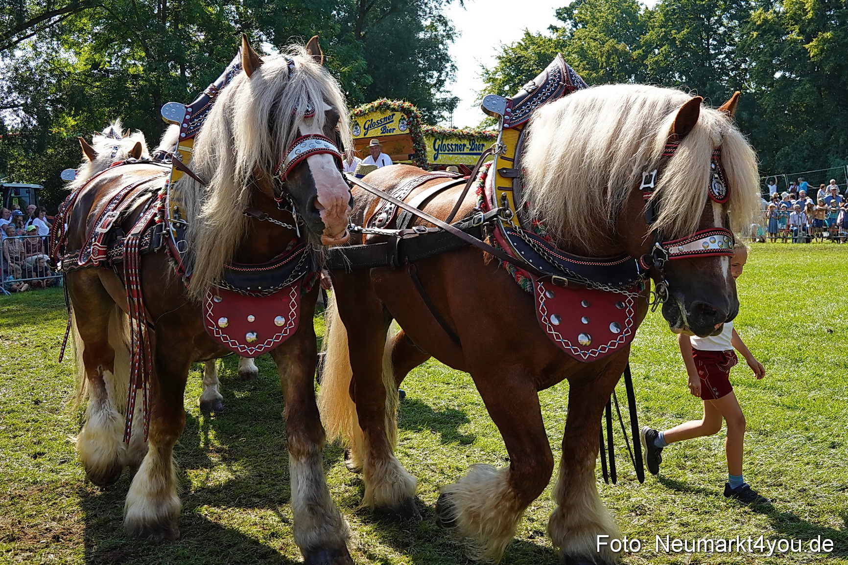 Pferde und Fohlenschau JURA Volksfest 2023 0223