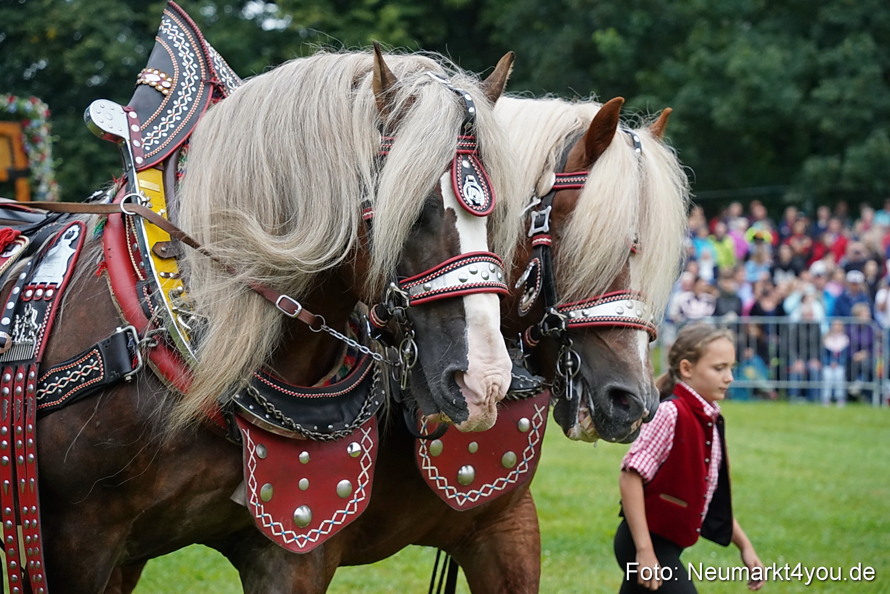 Pferde und Fohlenschau 2024 0013