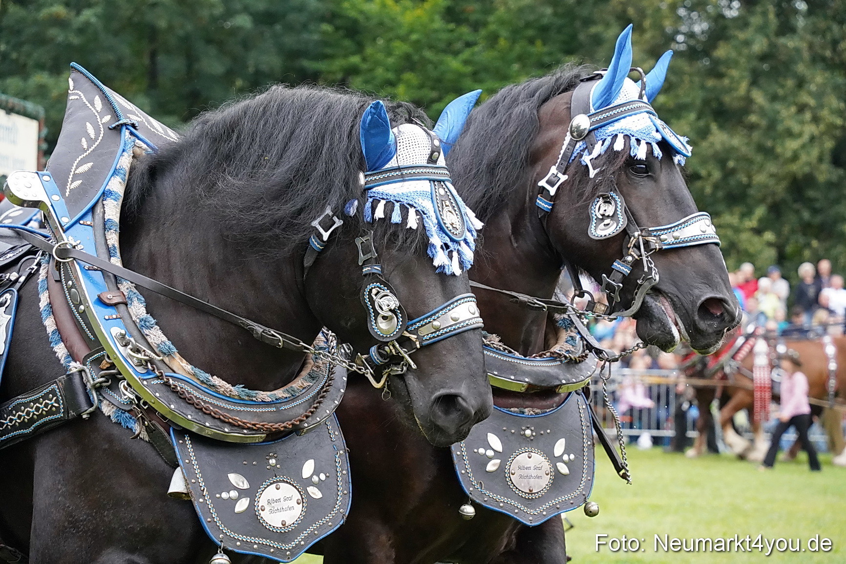 Pferde und Fohlenschau 2024 0017