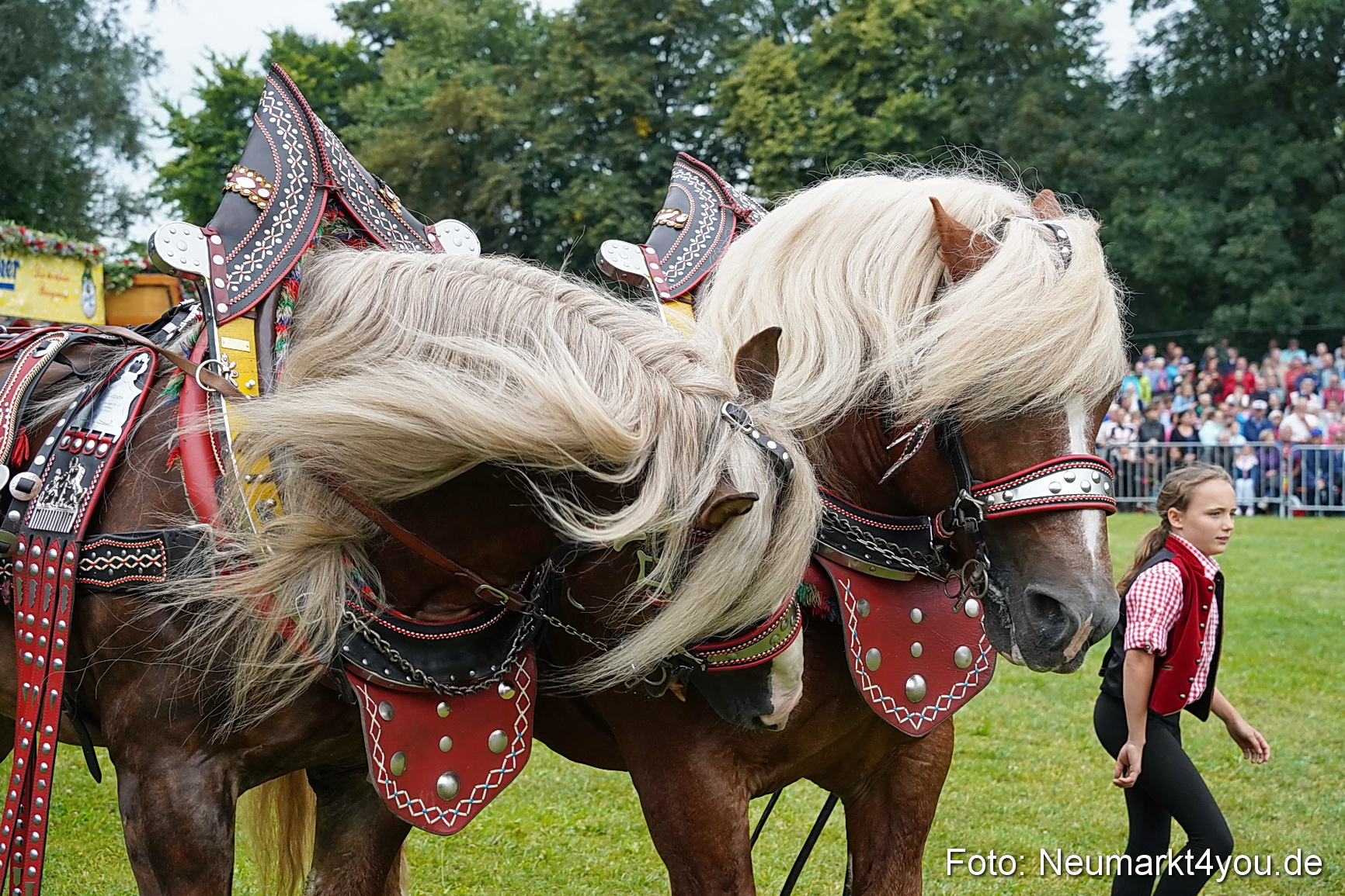 Pferde und Fohlenschau 2024 0029