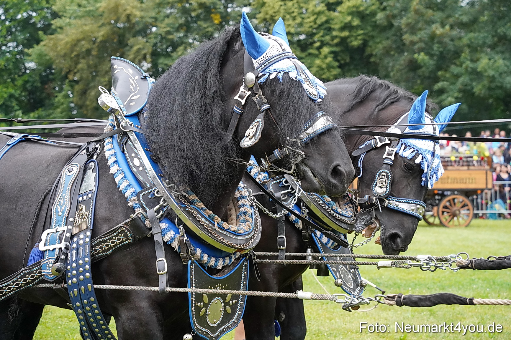 Pferde und Fohlenschau 2024 0032