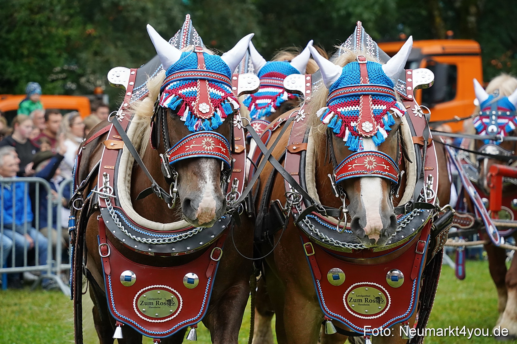 Pferde und Fohlenschau 2024 0035