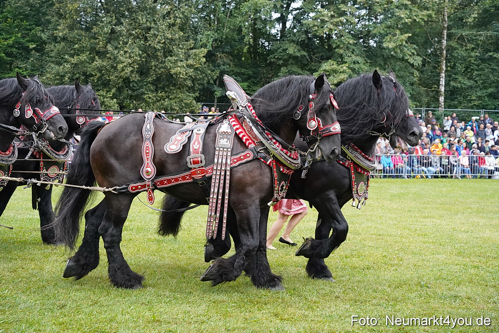 Pferde und Fohlenschau 2024 0036