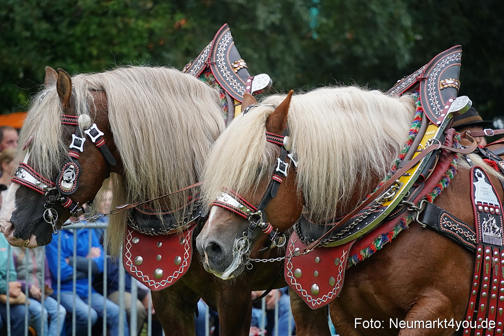 Pferde und Fohlenschau 2024 0037