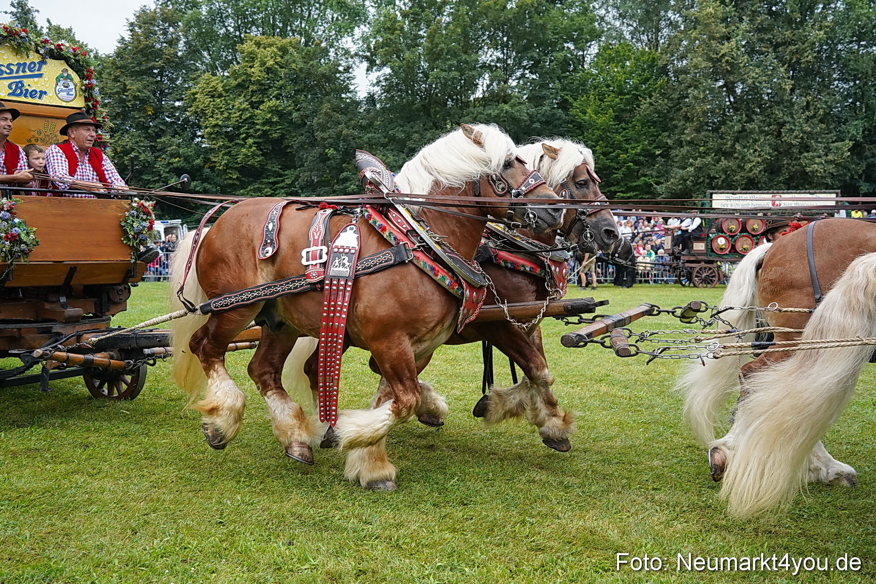 Pferde und Fohlenschau 2024 0038