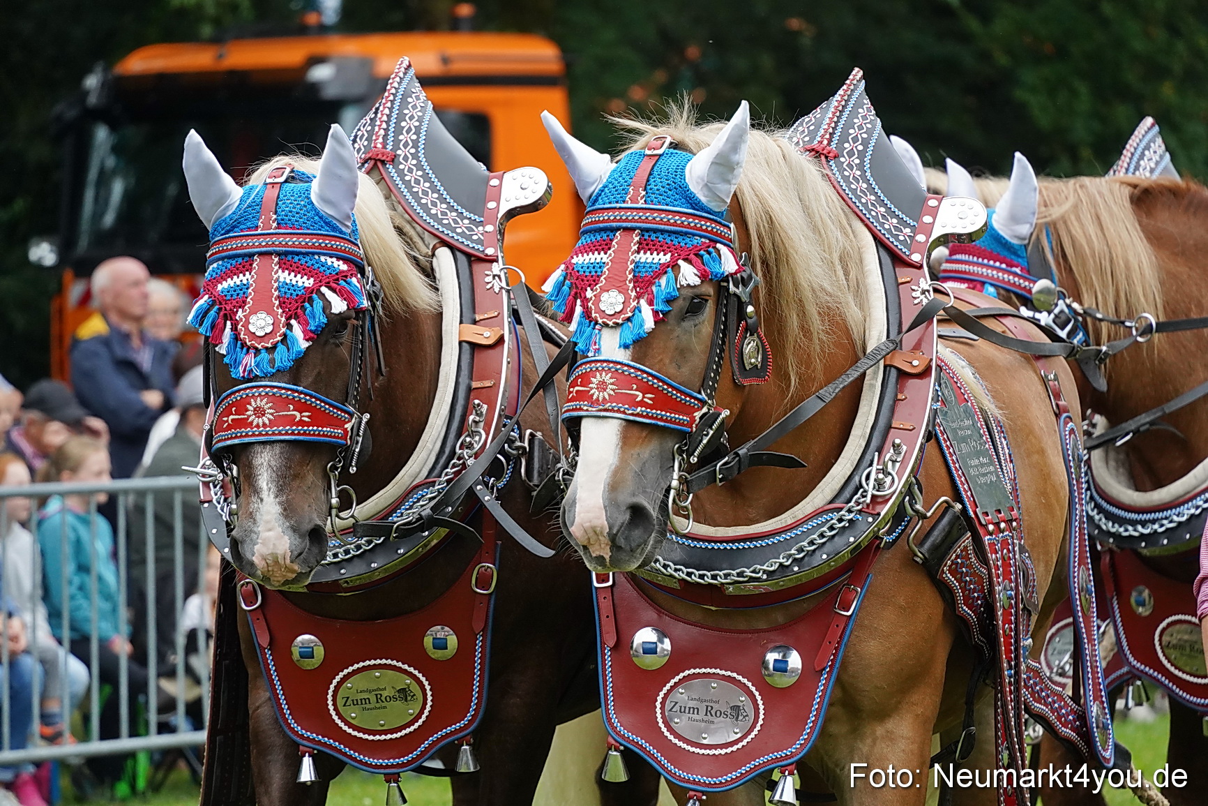 Pferde und Fohlenschau 2024 0041