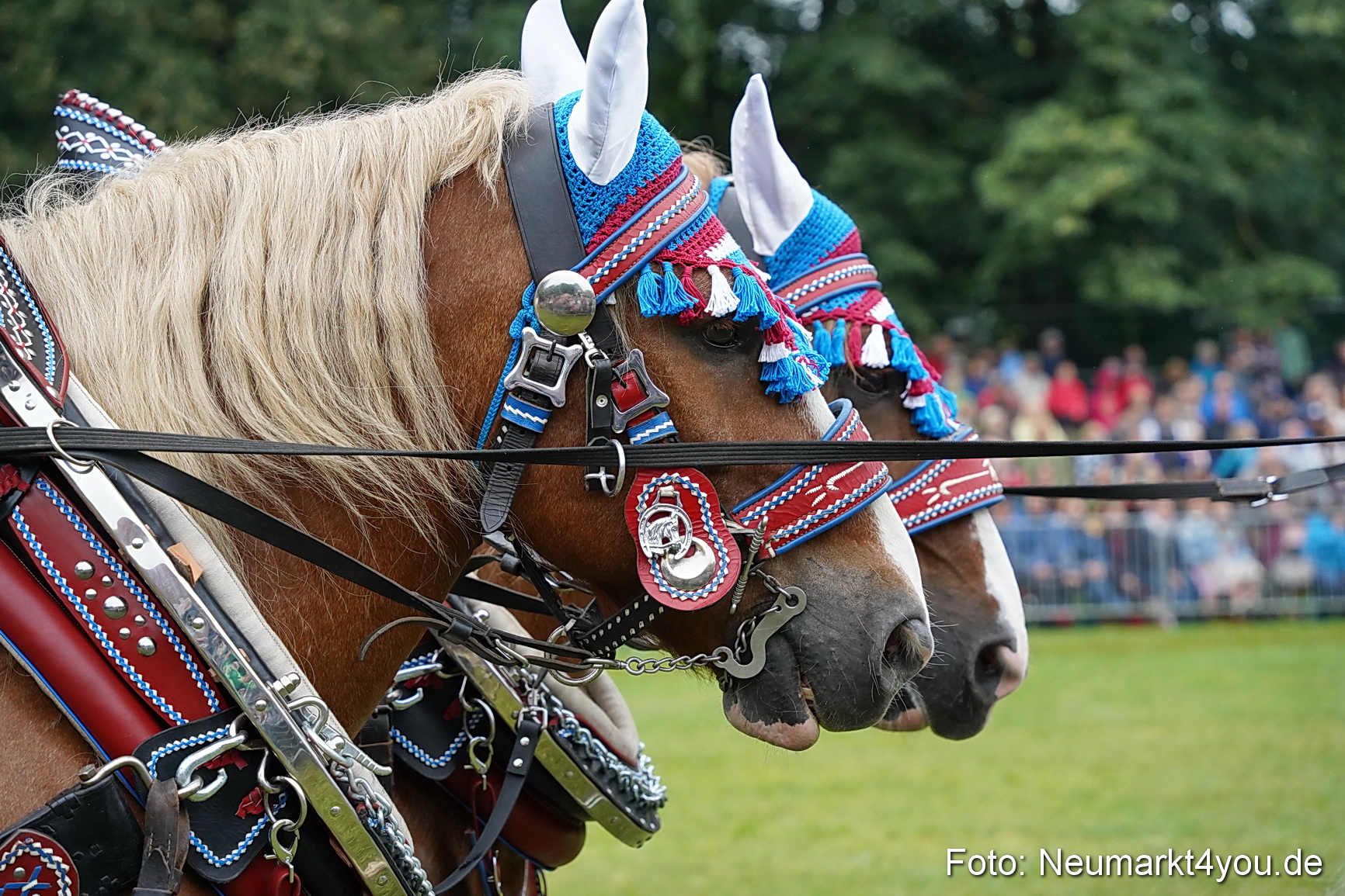 Pferde und Fohlenschau 2024 0042