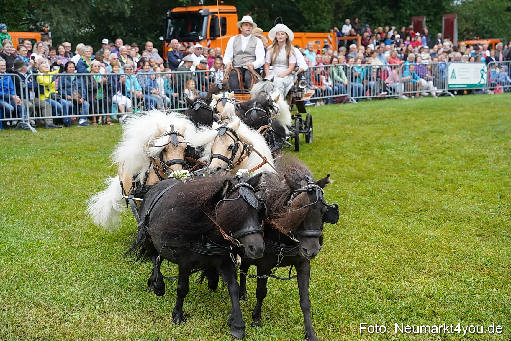 Pferde und Fohlenschau 2024 0048