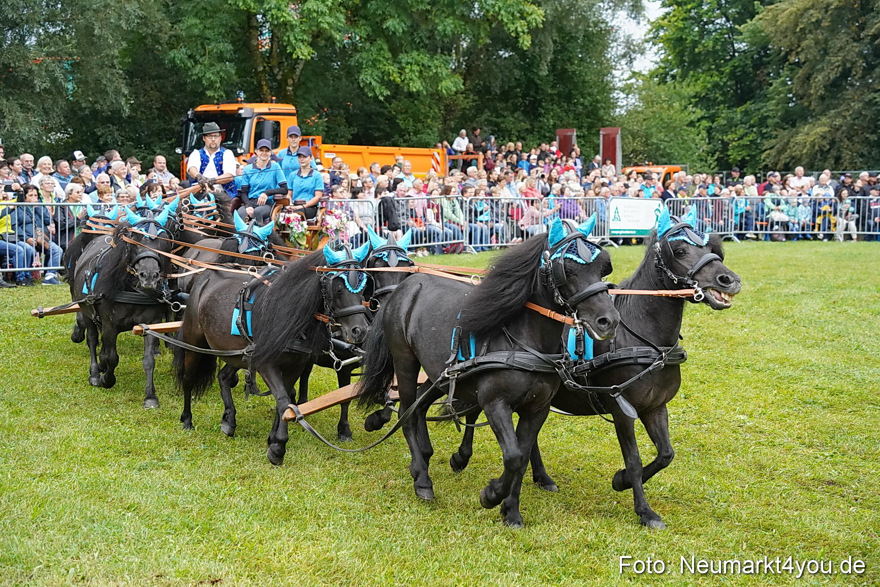 Pferde und Fohlenschau 2024 0050