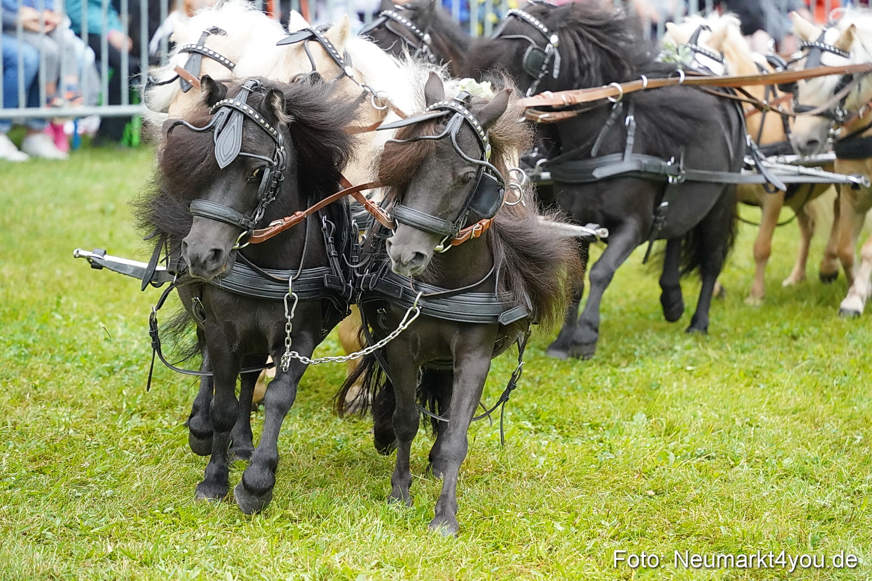 Pferde und Fohlenschau 2024 0051