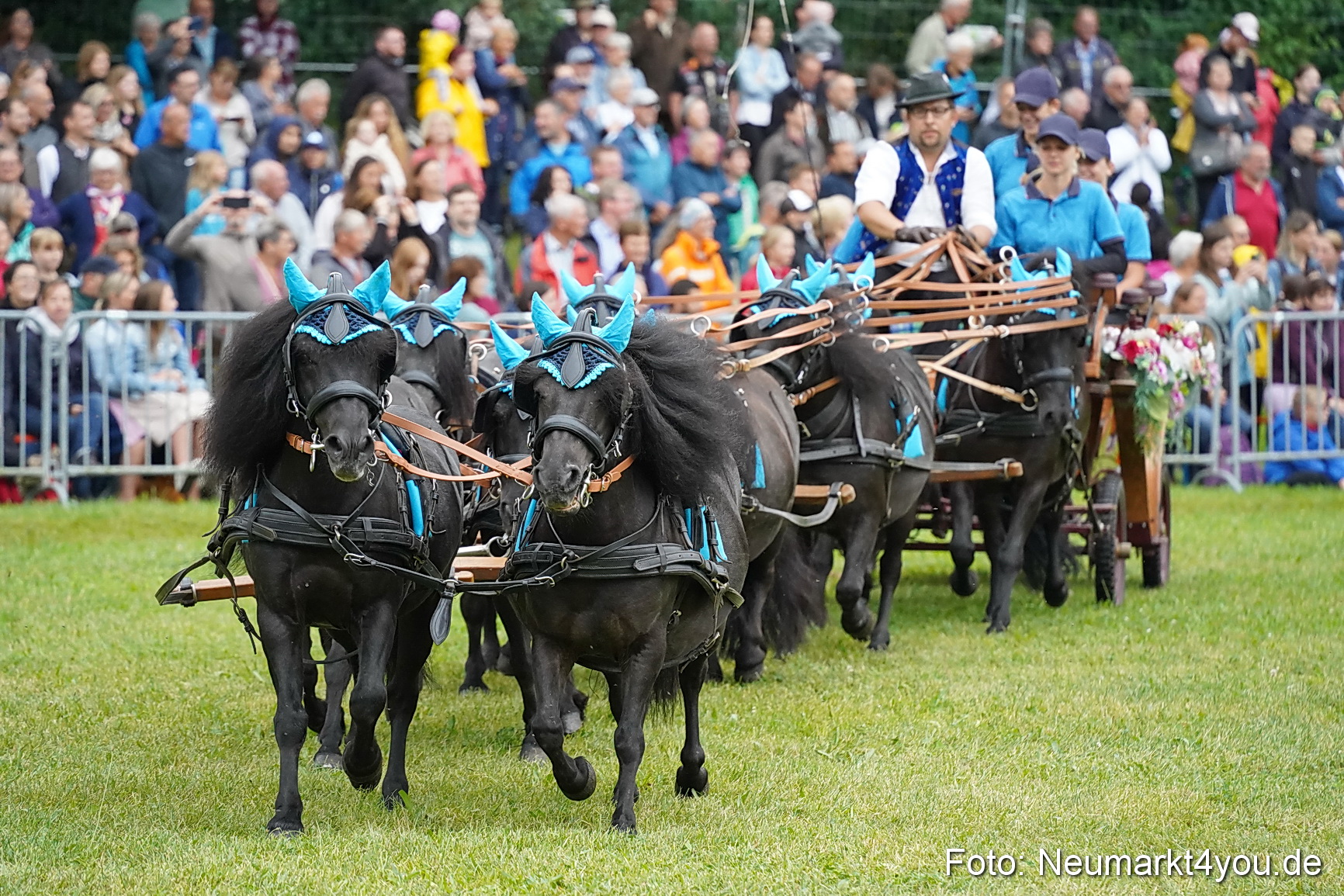 Pferde und Fohlenschau 2024 0052