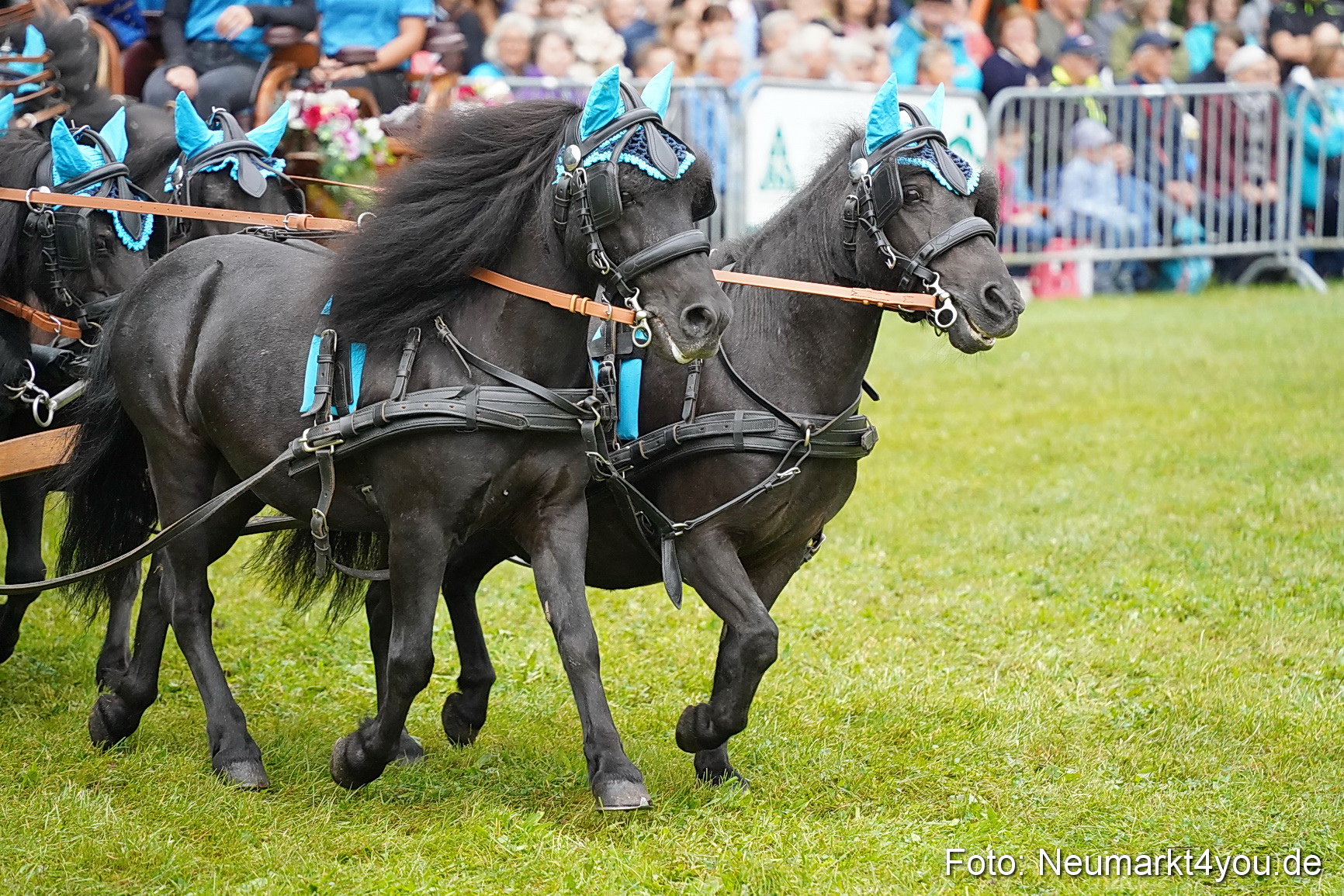 Pferde und Fohlenschau 2024 0054