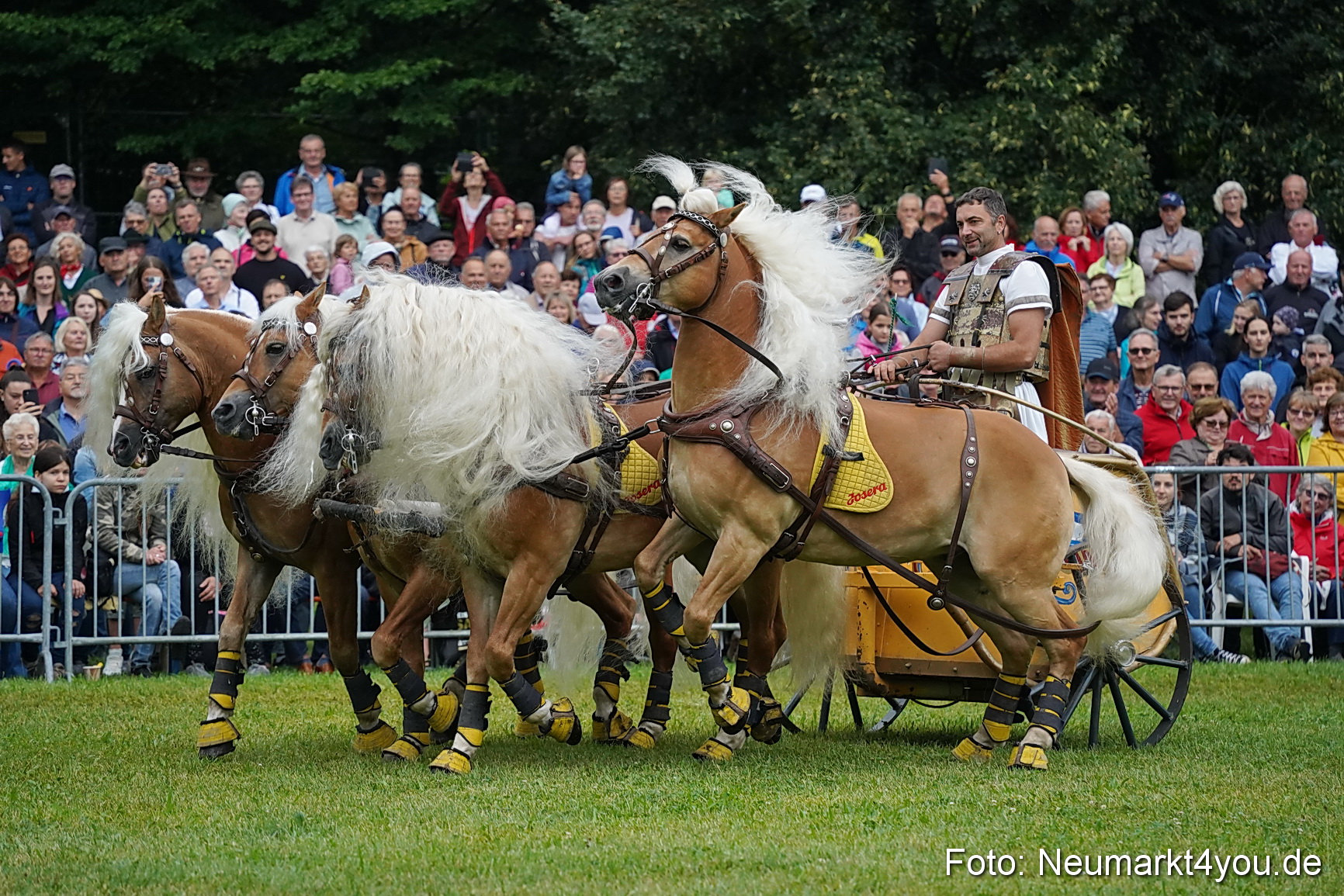 Pferde und Fohlenschau 2024 0066